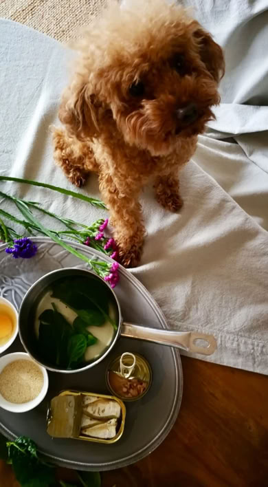 Caniche junto al desayuno de su dueño clínica veterinaria El Jardín