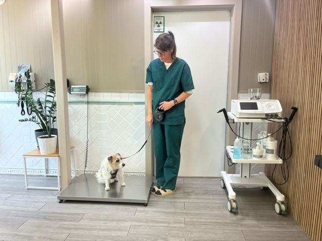 Maite pesando a un perro en un chequeo en la clínica veterinaria El Jardín