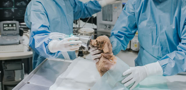 Dos veterinarios poniendo la sedación a un perro pequeño marrón en una mesa de operaciones antes de intervenirle quirúrgicamente en la clínica veterinaria El Jardín.