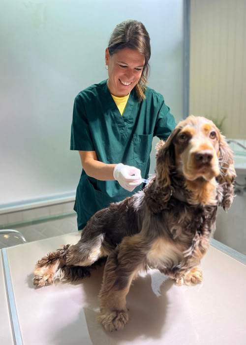 Veterinaria poniendo una vacuna a un perro en la clínica veterinaria El Jardín.