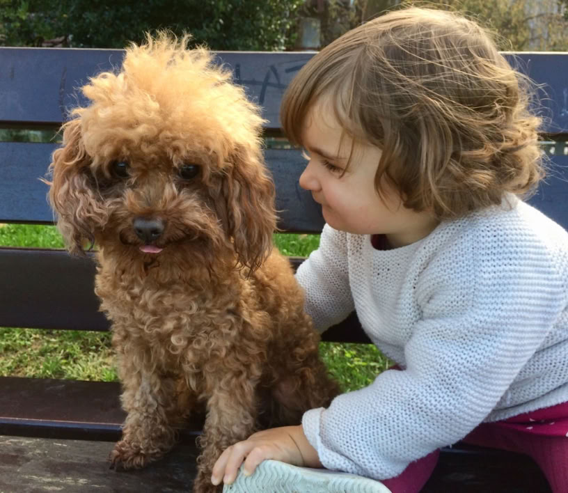 Caniche  marrón y niña tiernos clínica veterinaria El Jardín