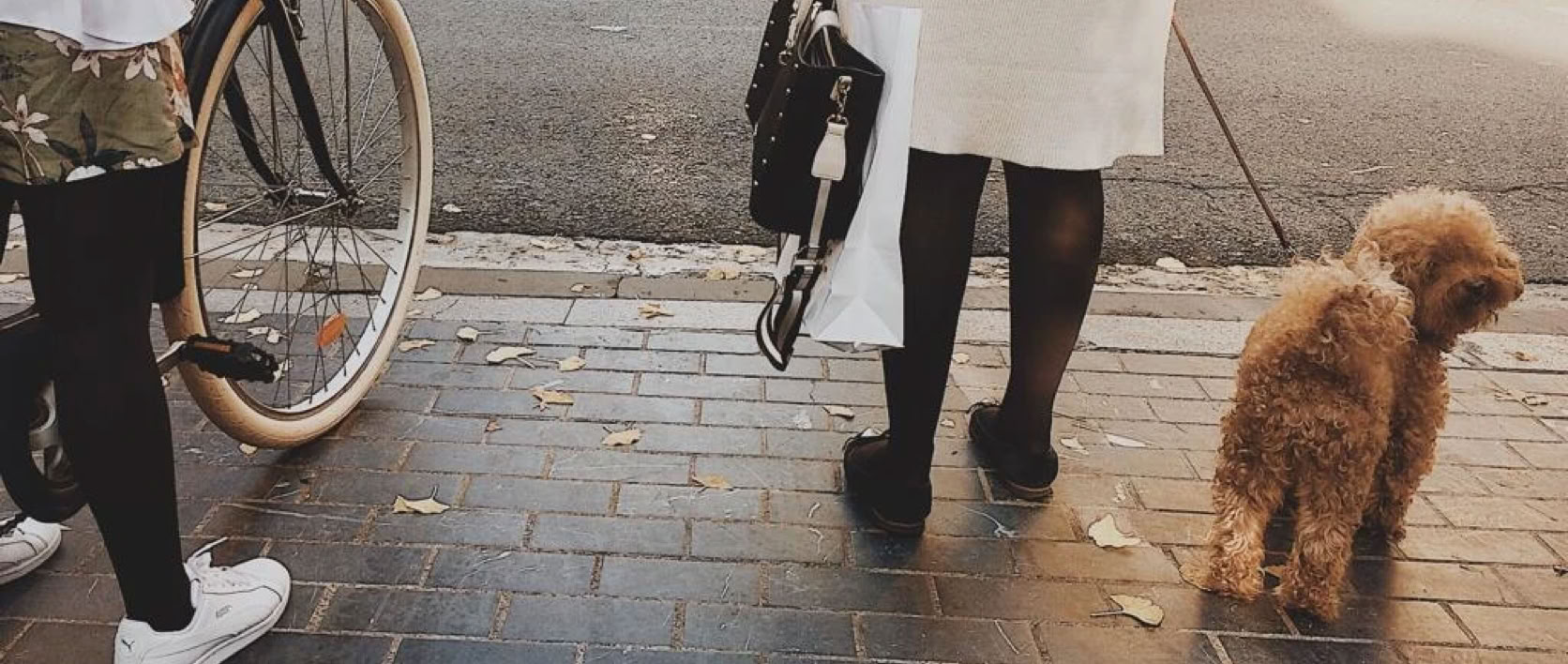 Caniche paseando con su dueña clínica veterinaria El Jardín