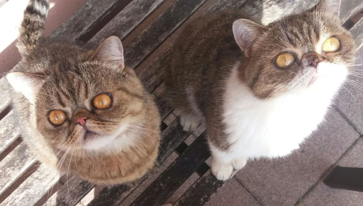 Gatos persas simpáticos mirando al fotógrafo clínica veterinaria El Jardín