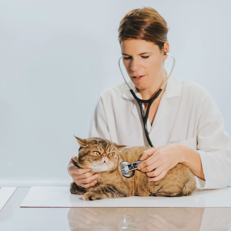 Foto de la médico veterinario de la clínica veterinaria El Jardín auscultando a un gato persa de pelo corto.