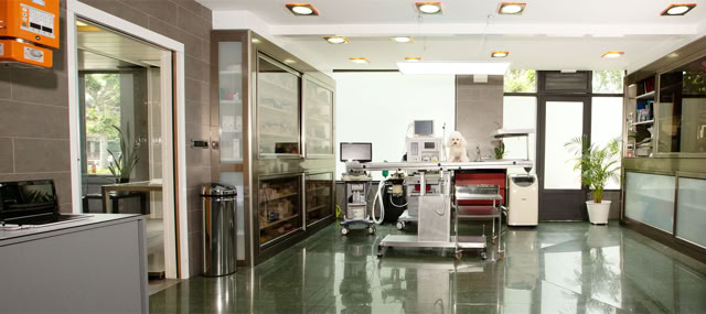 Caniche blanco en la camilla de la sala de diagnóstico y tratamientos de la clínica veterinaria El Jardín.