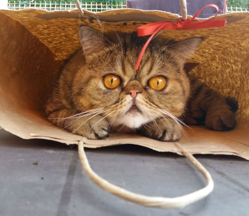 Gato gracios metido en una bolsa clínica veterinaria El Jardín 