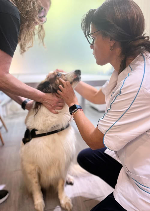 Veterinaria realizando chequeo a un perro en la clínica veterinaria El Jardín.