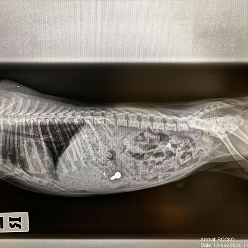 Veterinaria observando cuerpo extraño en el abdomen de un perro a través de una radiografía en  la clínica veterinaria El Jardín.